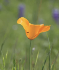 Book an Appointment with Dr. Jolene Elizabeth for Community Acupuncture